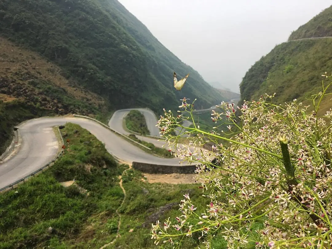 Lắng nghe Hoa Hana review dốc Thẩm M&atilde; qua c&aacute;c m&ugrave;a hoa 6