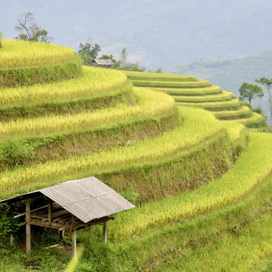 Loạn nhịp trước Ho&agrave;ng Su Ph&igrave; m&ugrave;a l&uacute;a ch&iacute;n đẹp đến nao l&ograve;ng 8