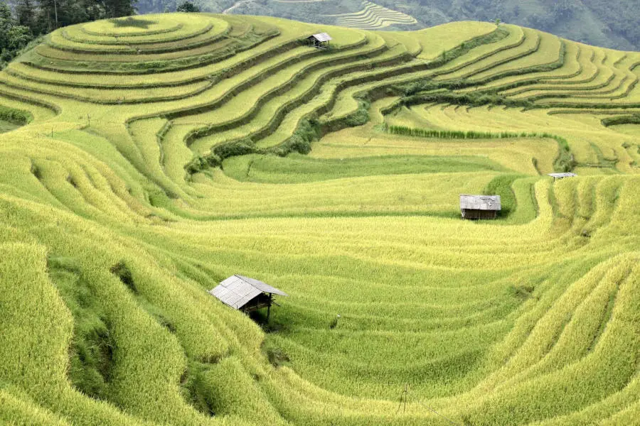 Loạn nhịp trước Ho&agrave;ng Su Ph&igrave; m&ugrave;a l&uacute;a ch&iacute;n đẹp đến nao l&ograve;ng 9