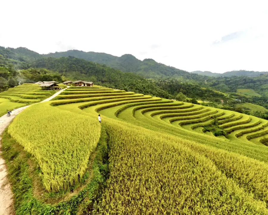 Loạn nhịp trước Ho&agrave;ng Su Ph&igrave; m&ugrave;a l&uacute;a ch&iacute;n đẹp đến nao l&ograve;ng 10