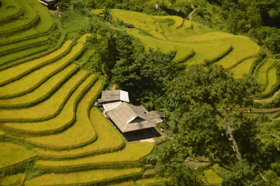 M&ugrave;a v&agrave;ng Ho&agrave;ng Su Ph&igrave; cực l&atilde;ng mạn trong từng bức ảnh của bạn Thu Hương 3