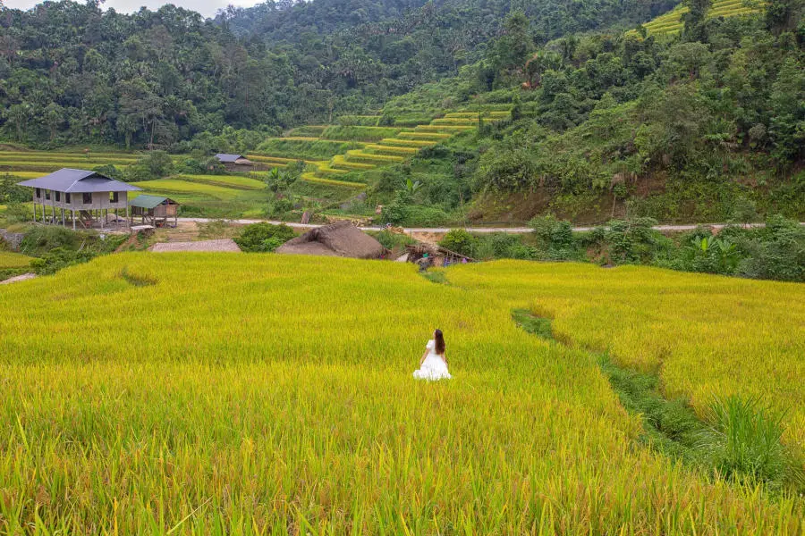 M&ugrave;a v&agrave;ng Khuổi My tựa như tranh vẽ tr&ecirc;n cao nguy&ecirc;n đ&aacute; H&agrave; Giang 3