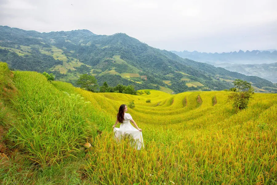 M&ugrave;a v&agrave;ng Khuổi My tựa như tranh vẽ tr&ecirc;n cao nguy&ecirc;n đ&aacute; H&agrave; Giang 4