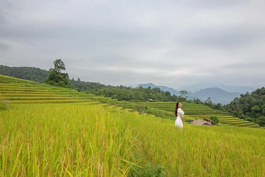 M&ugrave;a v&agrave;ng Khuổi My tựa như tranh vẽ tr&ecirc;n cao nguy&ecirc;n đ&aacute; H&agrave; Giang 6