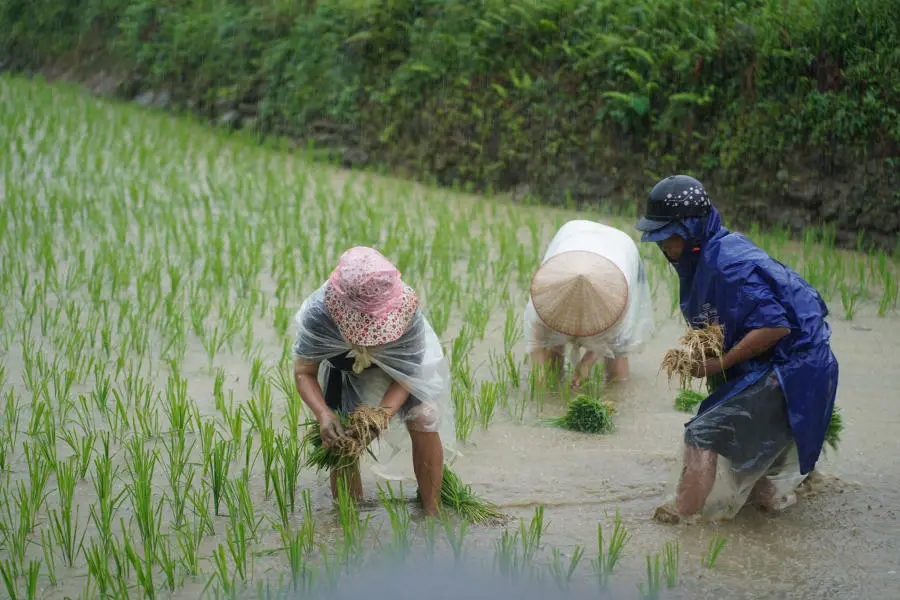 Ngắm nh&igrave;n Bản Du Gi&agrave; thanh b&igrave;nh v&agrave;o m&ugrave;a đẹp nhất 10