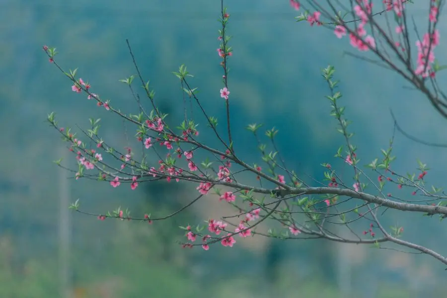 Review Hà Giang, khám phá bức tranh đời thường nơi cao nguyên đá bình yên 11