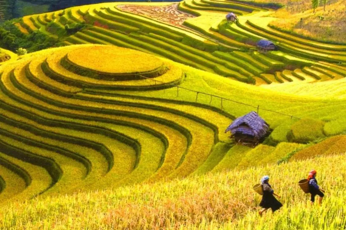 Review m&ugrave;a thu ở Ho&agrave;ng Su Ph&igrave; với vẻ đẹp như ti&ecirc;n cảnh 7