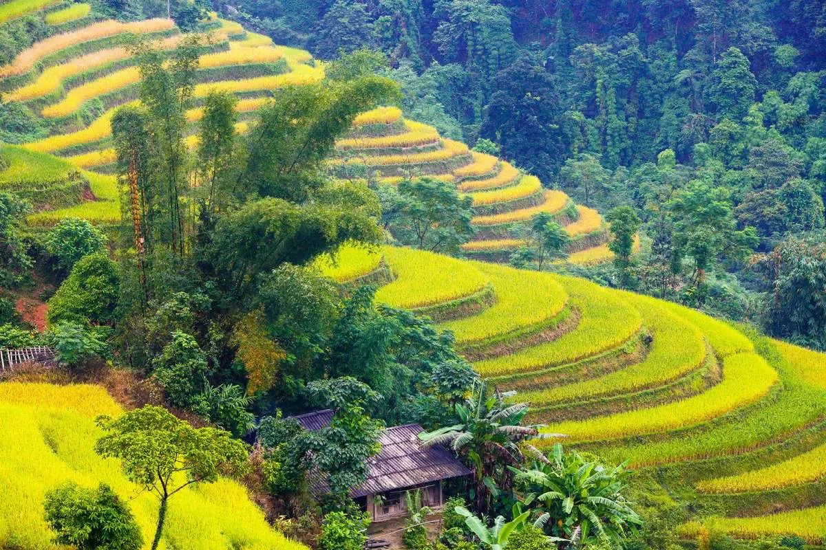 Review m&ugrave;a v&agrave;ng H&agrave; Giang đẹp ngỡ ng&agrave;ng tựa tranh vẽ 8