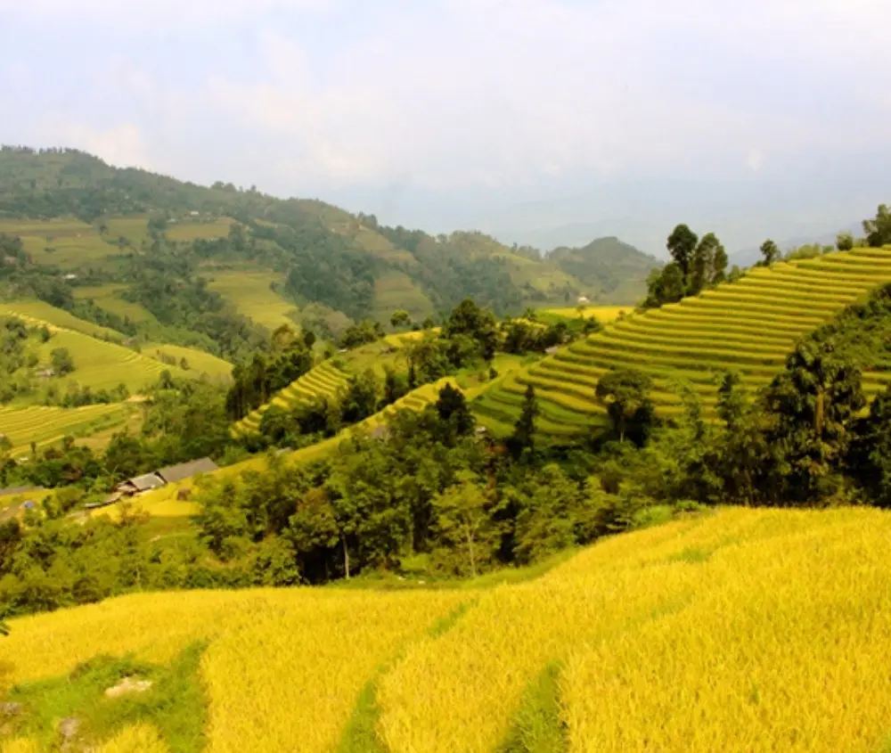 Review Tả Sử Cho&oacute;ng - Ho&agrave;ng Su Ph&igrave; m&ugrave;a l&uacute;a ch&iacute;n v&agrave;ng 4