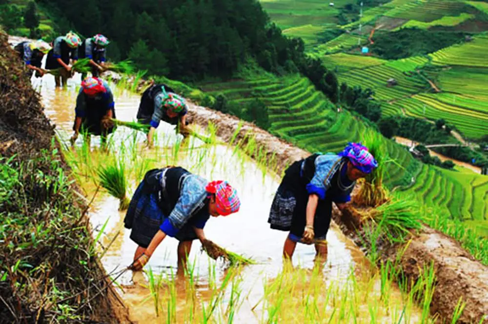 Review xã Hồ Thầu và những kinh nghiệm du lịch Hoàng Su Phì 11