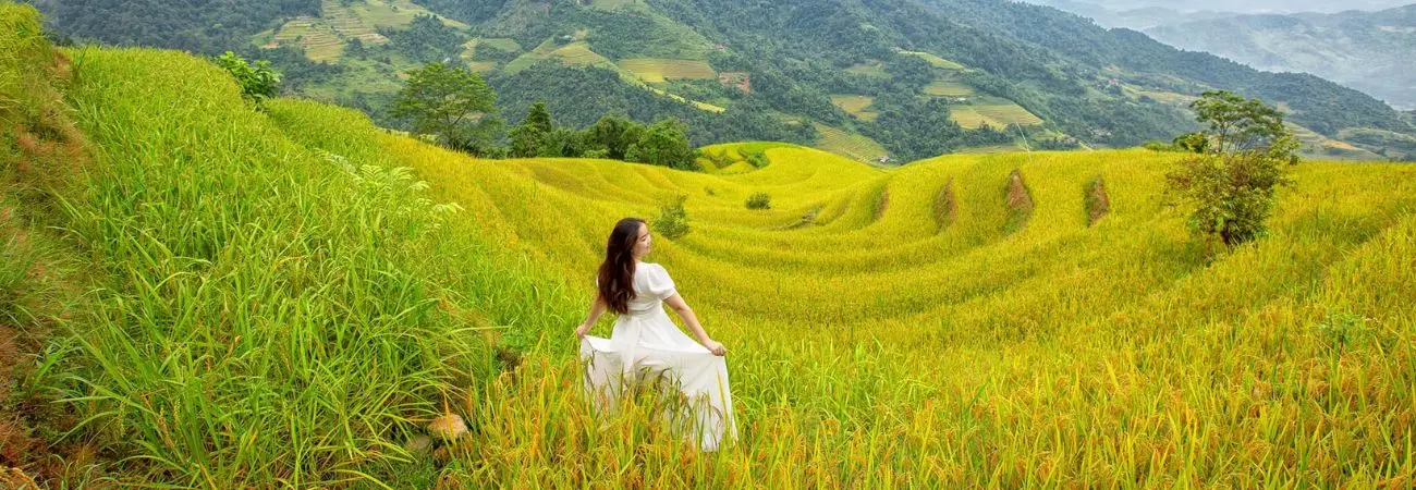 Mùa vàng Khuổi My tựa như tranh vẽ trên cao nguyên đá Hà Giang