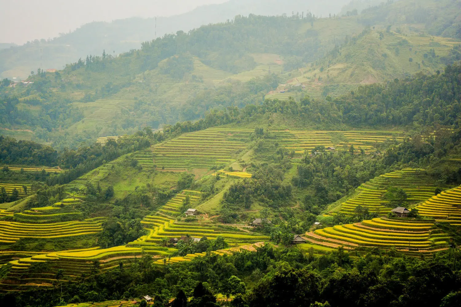 Review mùa vàng Hà Giang đẹp ngỡ ngàng tựa tranh vẽ