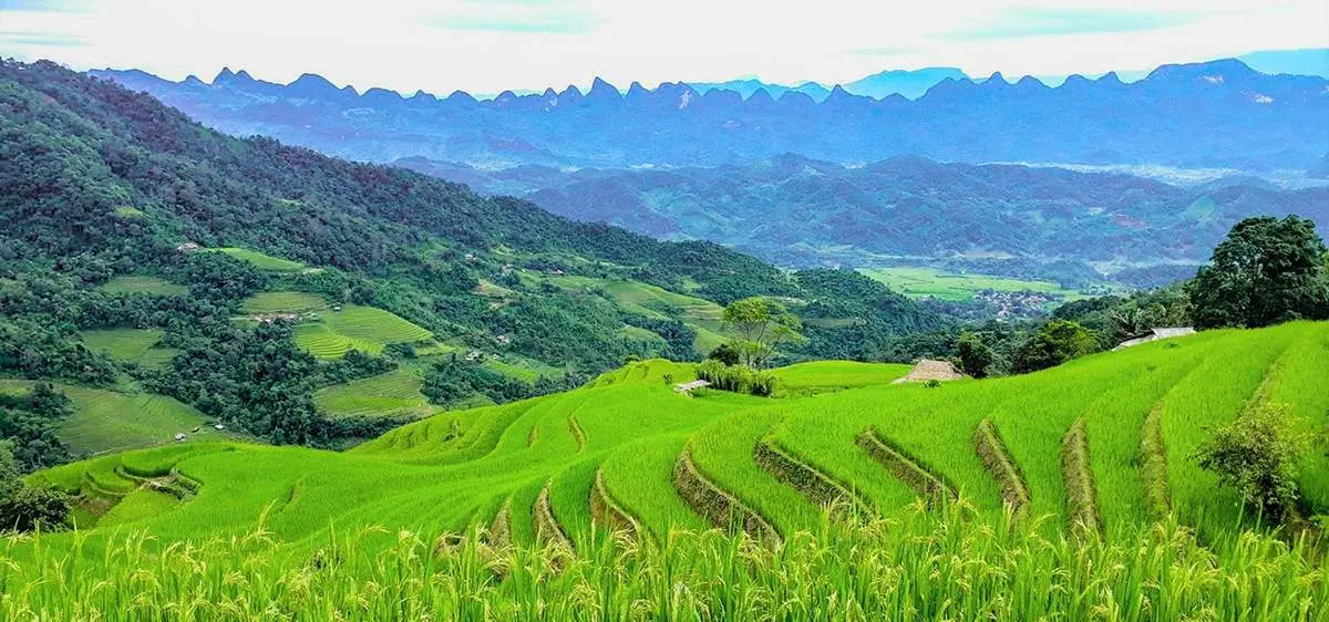 Bỏ túi ngay Lịch trình khám phá Khuổi My mùa lúa chín