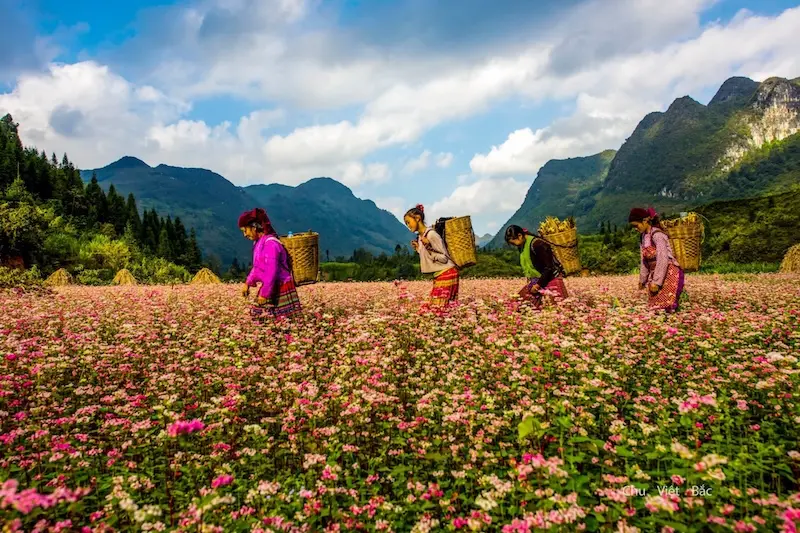 Gợi &yacute; lịch tr&igrave;nh du lịch H&agrave; Giang 4 ng&agrave;y 3 đ&ecirc;m cho ai đi lần đầu 2