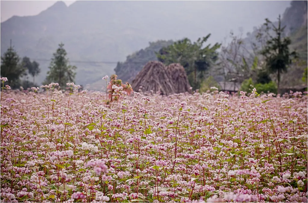 Kh&ocirc;ng thể rời mắt với lịch tr&igrave;nh kh&aacute;m ph&aacute; m&ugrave;a hoa tam gi&aacute;c mạch si&ecirc;u xịn 3