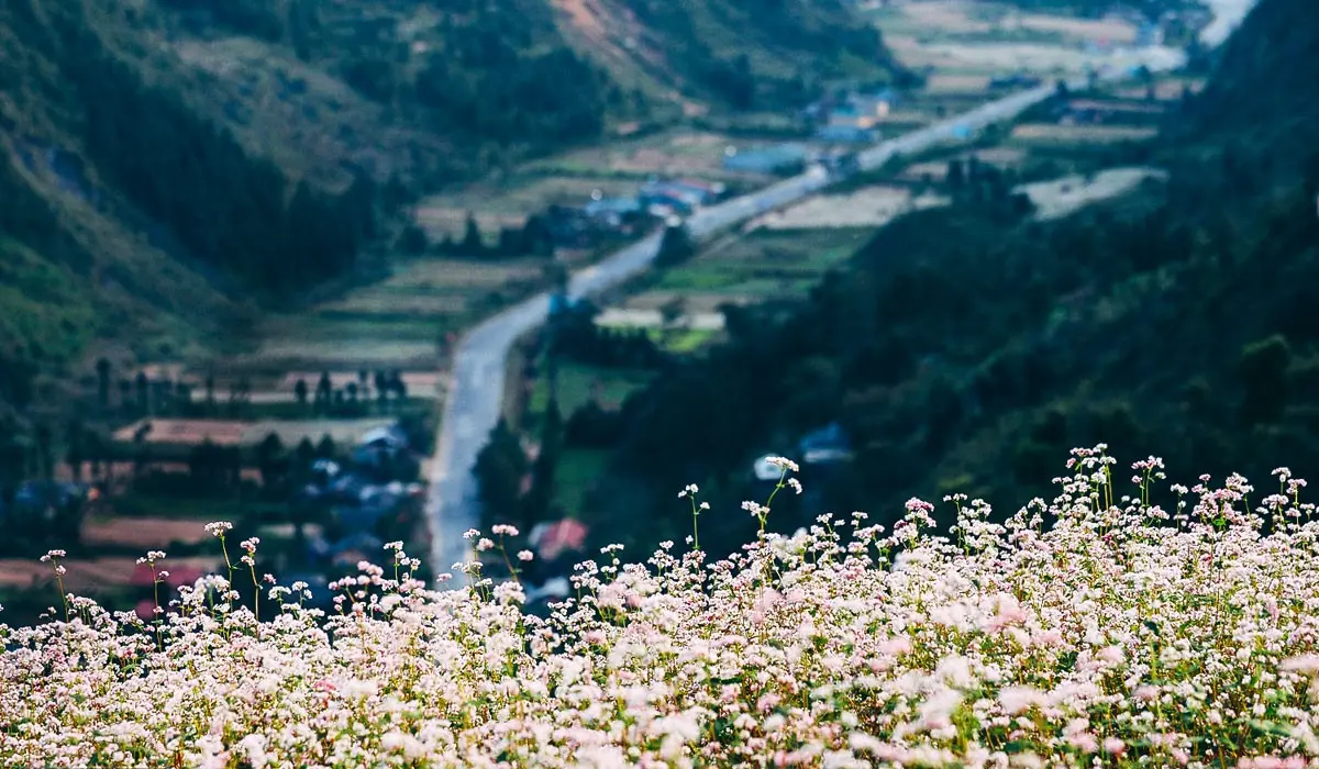 Lịch tr&igrave;nh H&agrave; Giang tự t&uacute;c ngắm hoa tam gi&aacute;c mạch 3N2Đ 8