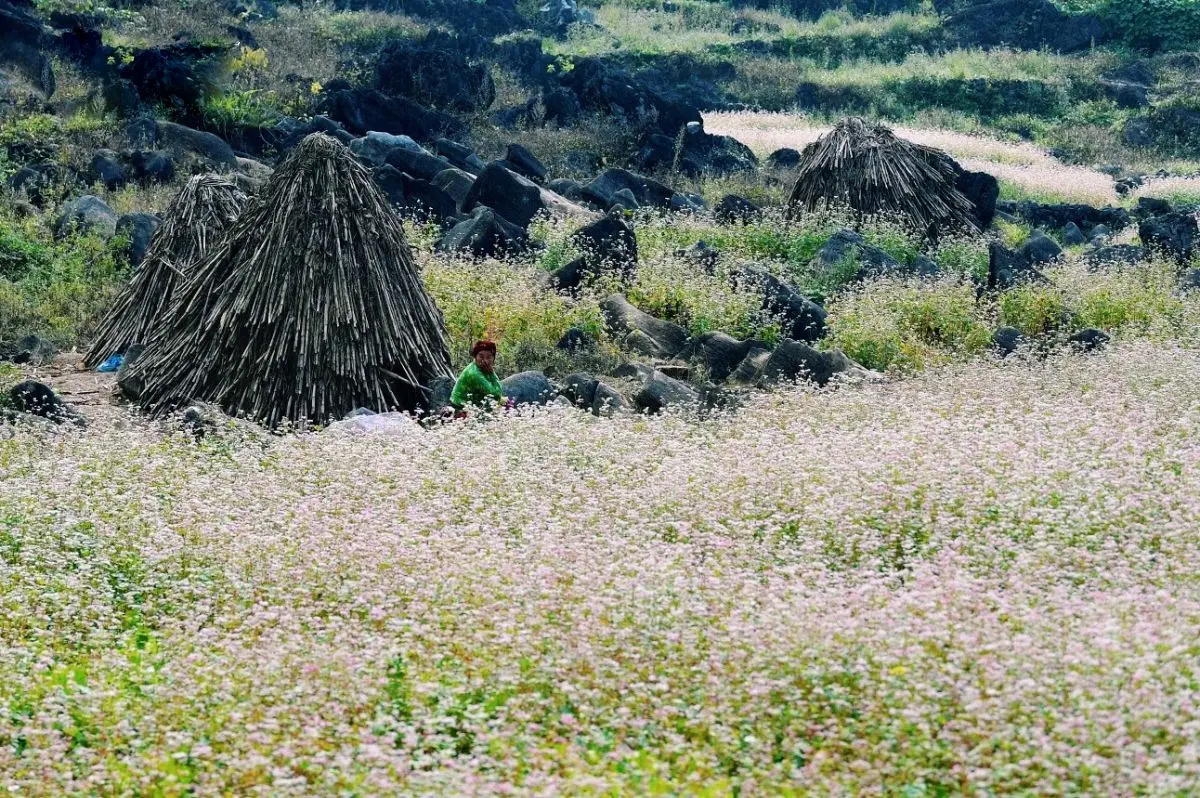 Lịch tr&igrave;nh H&agrave; Giang tự t&uacute;c ngắm hoa tam gi&aacute;c mạch 3N2Đ 5