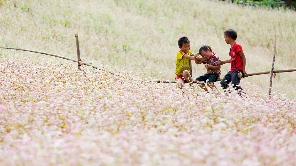 Lịch tr&igrave;nh H&agrave; Giang tự t&uacute;c ngắm hoa tam gi&aacute;c mạch 3N2Đ 6