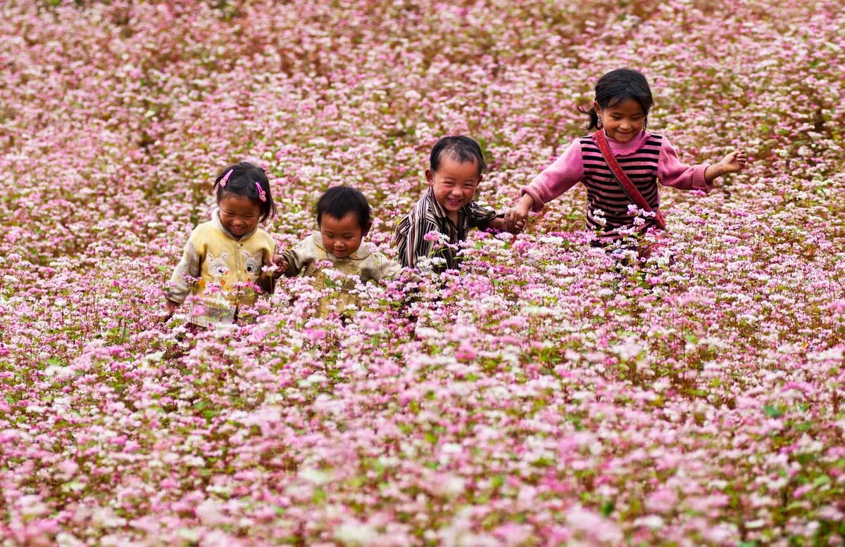Lịch tr&igrave;nh H&agrave; Giang tự t&uacute;c ngắm hoa tam gi&aacute;c mạch 3N2Đ 4