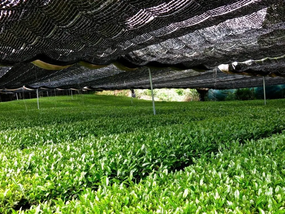Midori House Hạ Long - Ng&ocirc;i nh&agrave; Matcha chuẩn hương vị Nhật Bản 12