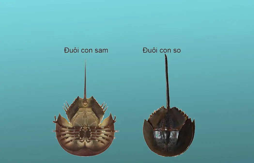 Sam biển Hạ Long v&agrave; những m&oacute;n ngon kh&ocirc;ng thể bỏ lỡ 9