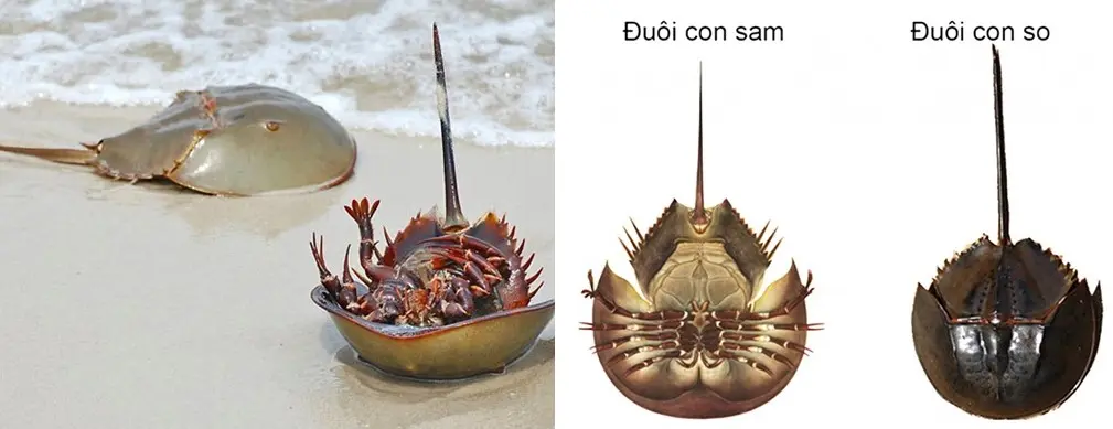 Sam biển &ndash; M&oacute;n đặc sản Hạ Long m&agrave; du kh&aacute;ch nhất định phải thử một lần 3