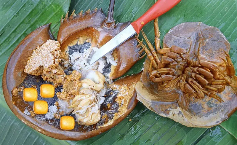 Sam biển &ndash; M&oacute;n đặc sản Hạ Long m&agrave; du kh&aacute;ch nhất định phải thử một lần 4