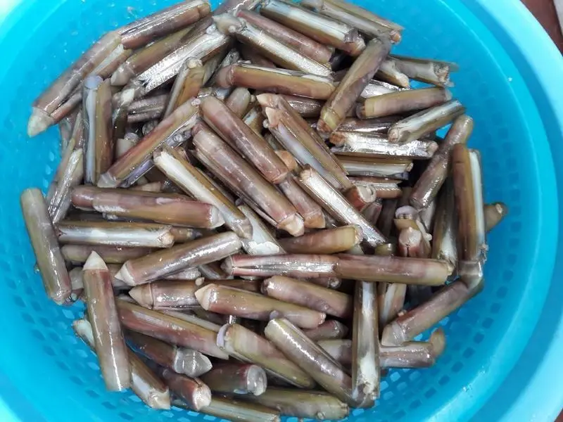 Thơm ngọt với món ốc móng tay chỉ có tại vùng biển Quảng Ninh 2