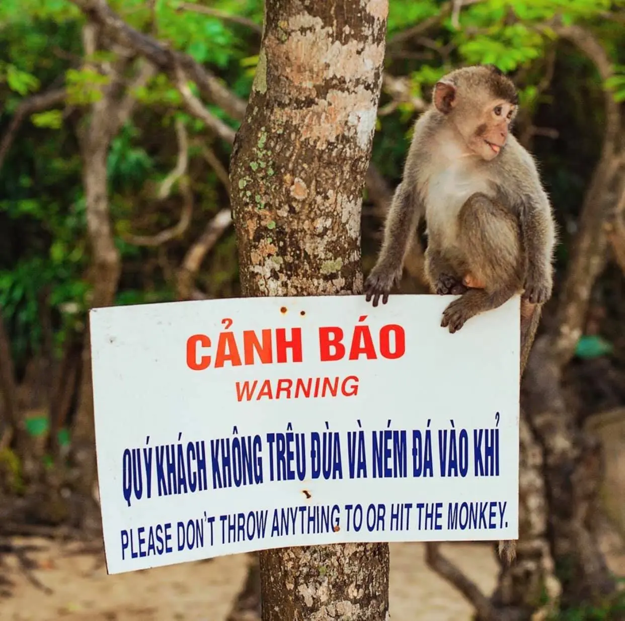 Bật m&iacute; lịch tr&igrave;nh đi đảo C&aacute;t B&agrave; 2N1Đ si&ecirc;u xịn s&ograve; từ team MIA.vn 5