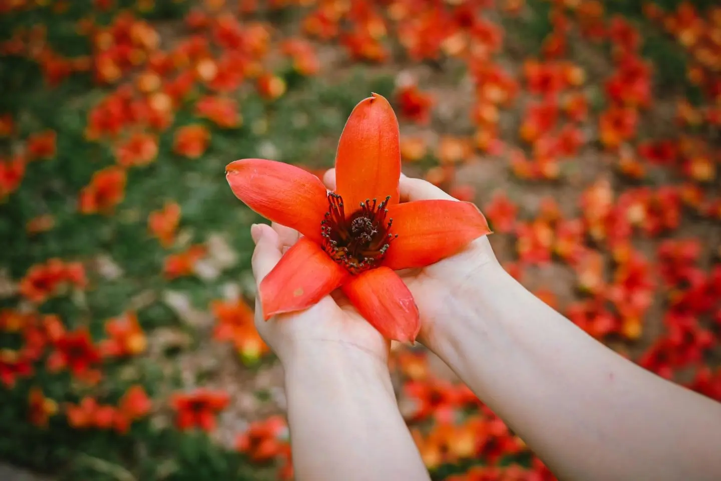 Chi&ecirc;m ngưỡng vẻ đẹp l&acirc;u đời của c&acirc;y hoa gạo cổ thụ ở H&agrave; Nội 3