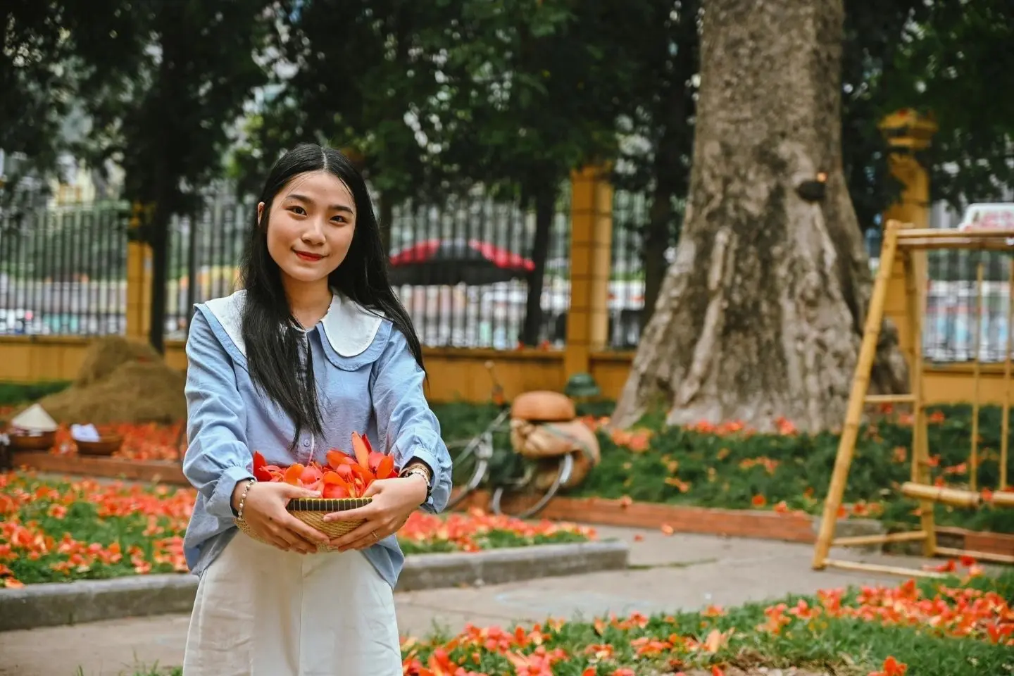 Chi&ecirc;m ngưỡng vẻ đẹp l&acirc;u đời của c&acirc;y hoa gạo cổ thụ ở H&agrave; Nội 10