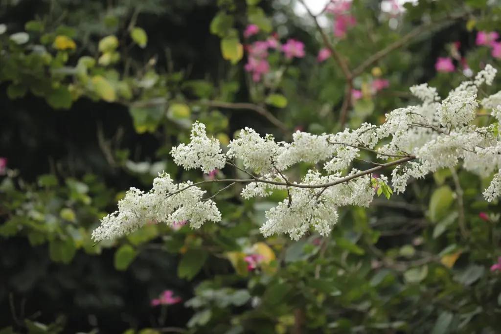 C&ograve;n g&igrave; bằng đắm m&igrave;nh giữa m&ugrave;a hoa sưa H&agrave; Nội 4