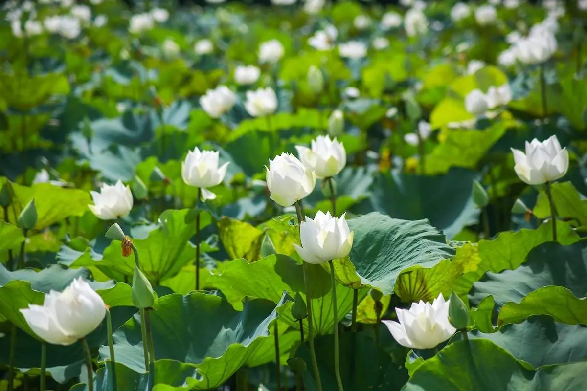 Đừng bỏ lỡ top 5 địa điểm chụp sen quanh H&agrave; Nội đẹp nức tiếng 8