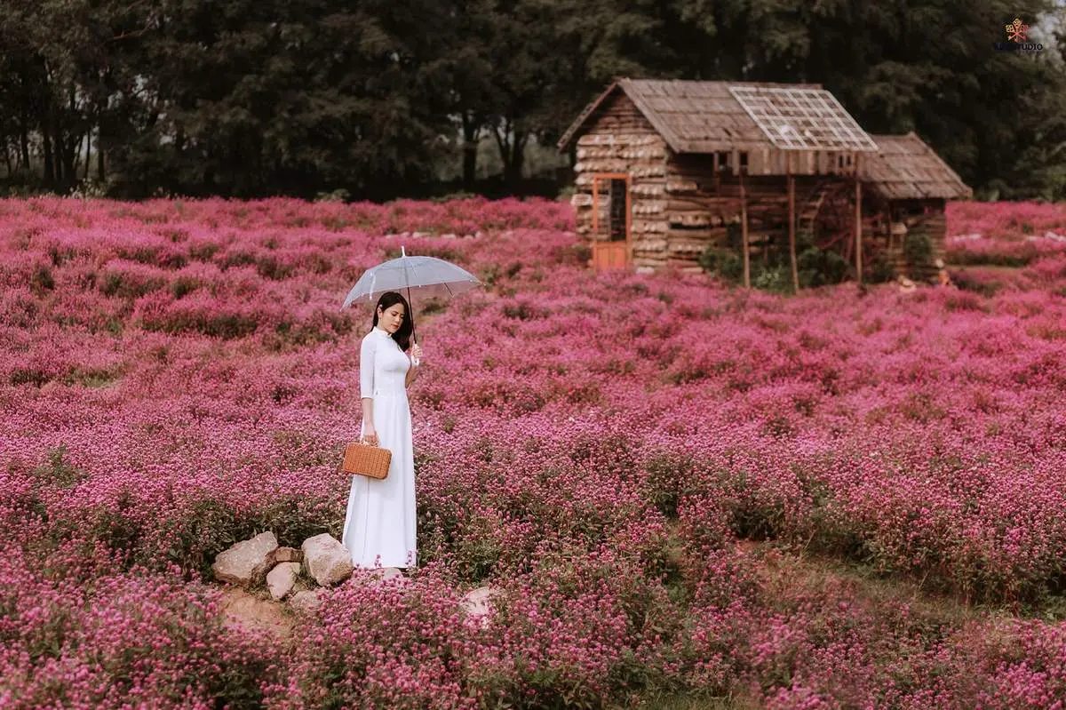 Lạc giữa thảo nguy&ecirc;n hoa Long Bi&ecirc;n ngập tr&agrave;n sắc m&agrave;u 3