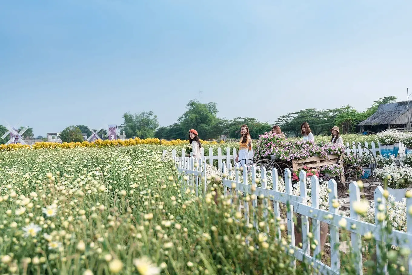 Lạc giữa thảo nguy&ecirc;n hoa Long Bi&ecirc;n ngập tr&agrave;n sắc m&agrave;u 2