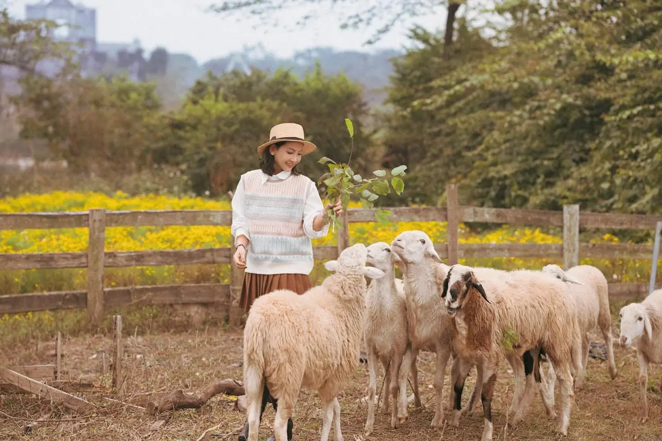 Lạc giữa thảo nguy&ecirc;n hoa Long Bi&ecirc;n ngập tr&agrave;n sắc m&agrave;u 9