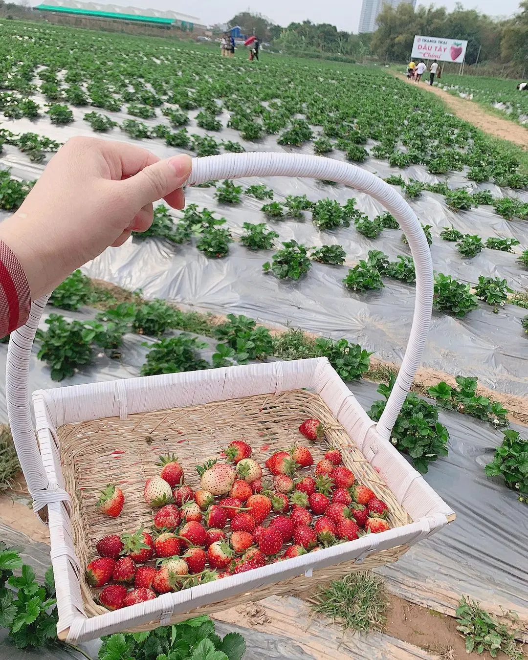 Thăm nông trại dâu tây Chimi Farm Hà Nội nổi tiếng nhất thủ đô 6