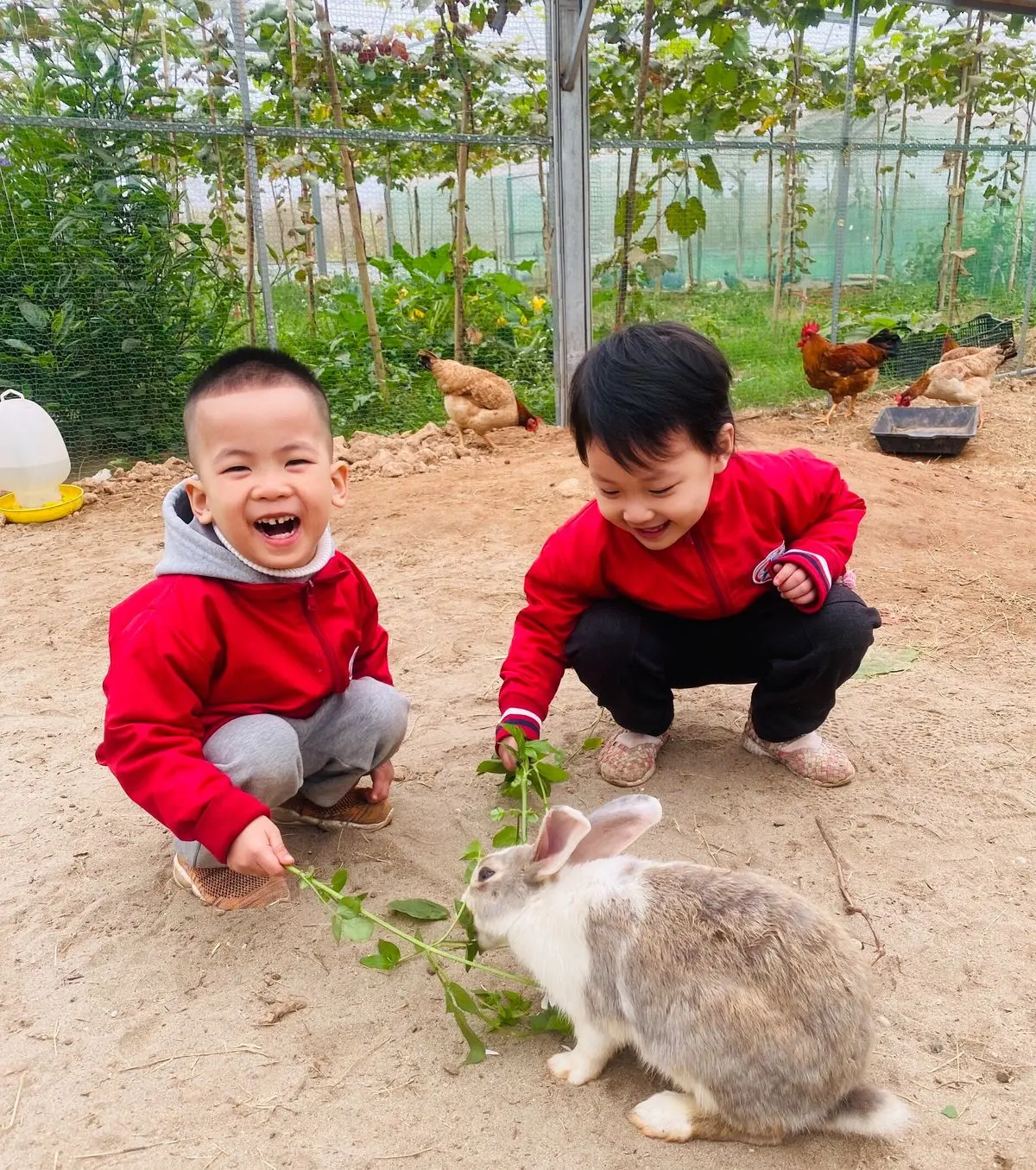 Thăm nông trại dâu tây Chimi Farm Hà Nội nổi tiếng nhất thủ đô 4