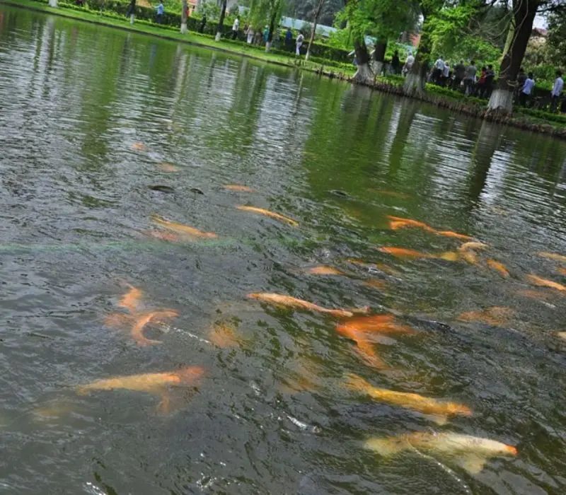 T&igrave;m hiểu về ao c&aacute; B&aacute;c Hồ, nơi kể những c&acirc;u chuyện giản dị về Người 4