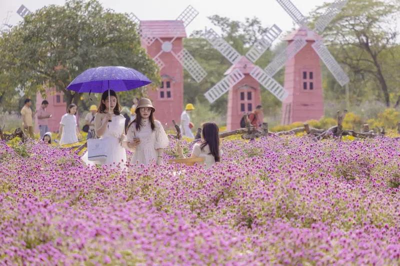 Vẻ đẹp của M&ugrave;a hoa b&aacute;ch nhật t&iacute;m H&agrave; Nội mỗi khi nở rộ 2