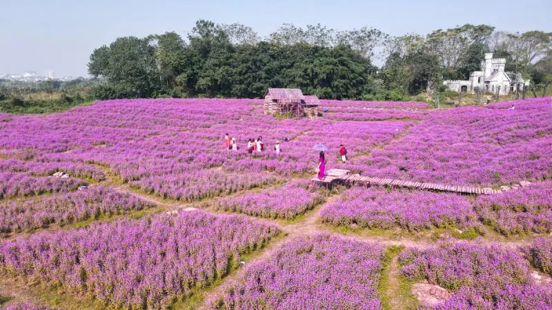 Vẻ đẹp của M&ugrave;a hoa b&aacute;ch nhật t&iacute;m H&agrave; Nội mỗi khi nở rộ 7