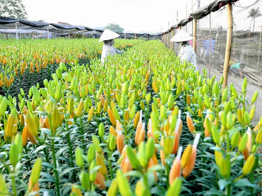 Về thăm lại l&agrave;ng hoa T&acirc;y Tựu - L&agrave;ng hoa cửa ng&otilde; của Thủ đ&ocirc; 4