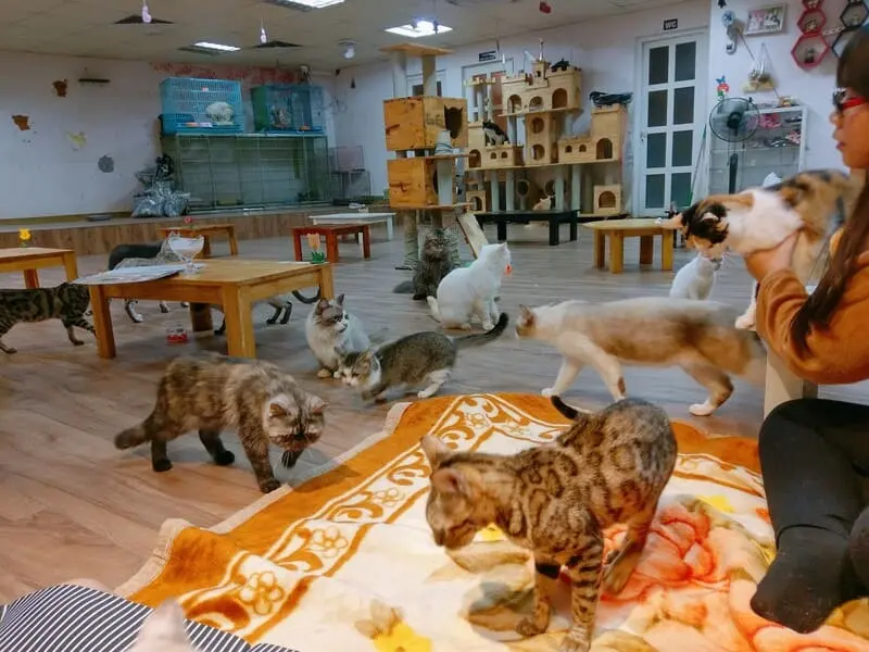10 tiệm cafe m&egrave;o H&agrave; Nội m&agrave; c&aacute;c bạn trẻ th&iacute;ch th&uacute; cưng kh&ocirc;ng thể bỏ lỡ 4