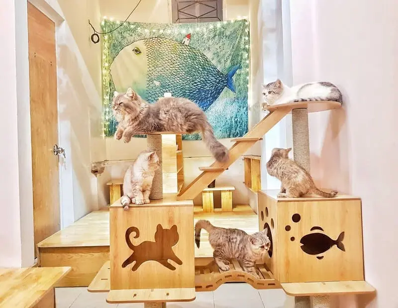 10 tiệm cafe m&egrave;o H&agrave; Nội m&agrave; c&aacute;c bạn trẻ th&iacute;ch th&uacute; cưng kh&ocirc;ng thể bỏ lỡ 9
