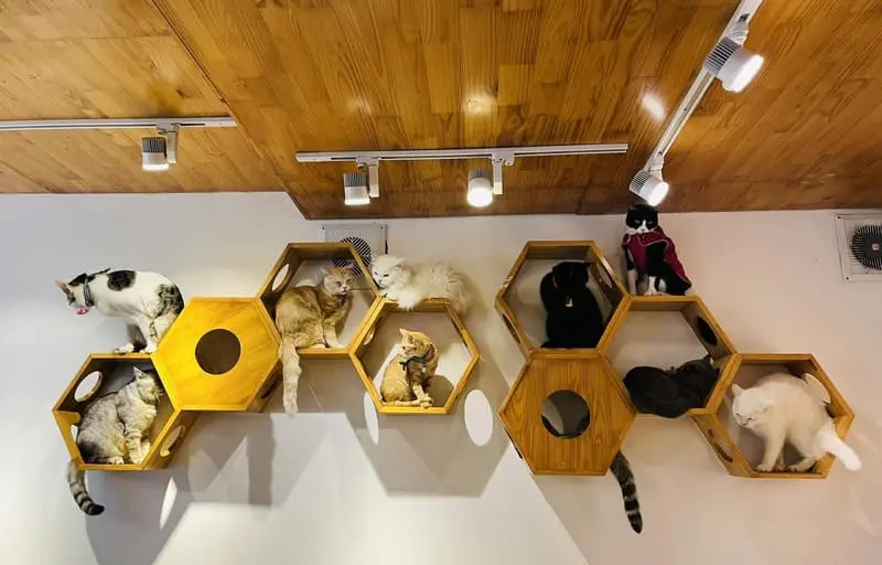 10 tiệm cafe m&egrave;o H&agrave; Nội m&agrave; c&aacute;c bạn trẻ th&iacute;ch th&uacute; cưng kh&ocirc;ng thể bỏ lỡ 6