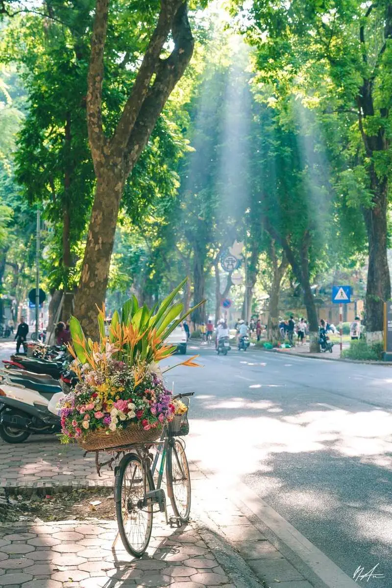 Chi&ecirc;m ngưỡng m&ugrave;a thu H&agrave; Nội c&ugrave;ng sắc hoa rực rỡ 4