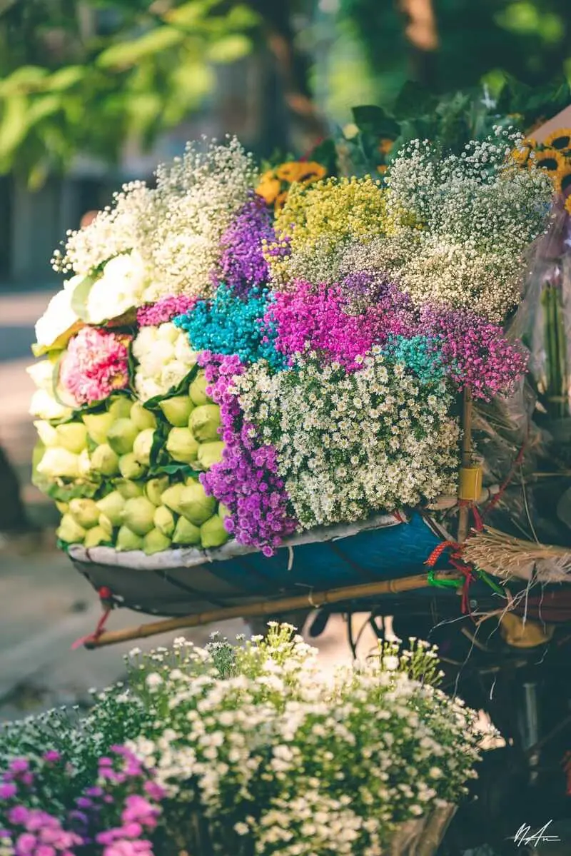 Chi&ecirc;m ngưỡng m&ugrave;a thu H&agrave; Nội c&ugrave;ng sắc hoa rực rỡ 5
