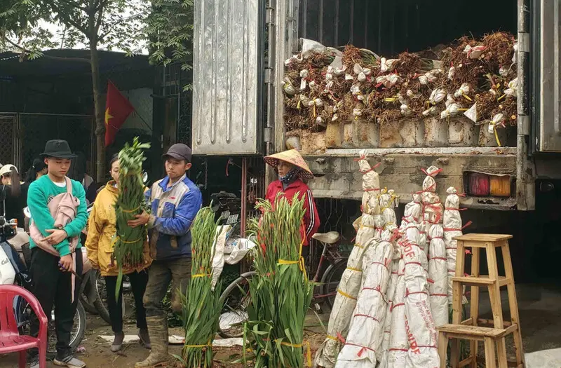 Chợ hoa M&ecirc; Linh: Nơi giao thoa hương sắc v&agrave; nhịp sống H&agrave; Nội 2