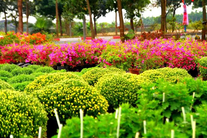 Chợ hoa M&ecirc; Linh: Nơi giao thoa hương sắc v&agrave; nhịp sống H&agrave; Nội 4