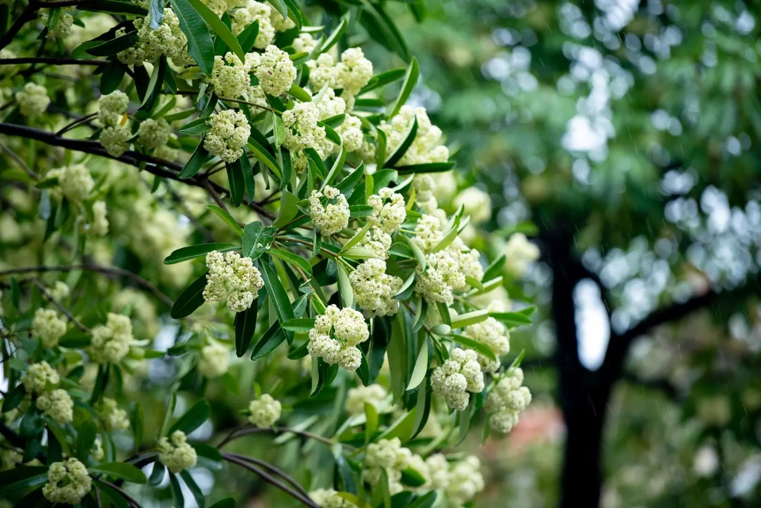 Hoa sữa thủ đ&ocirc;, hương thơm ng&agrave;o ngạt cả một v&ugrave;ng k&yacute; ức 2